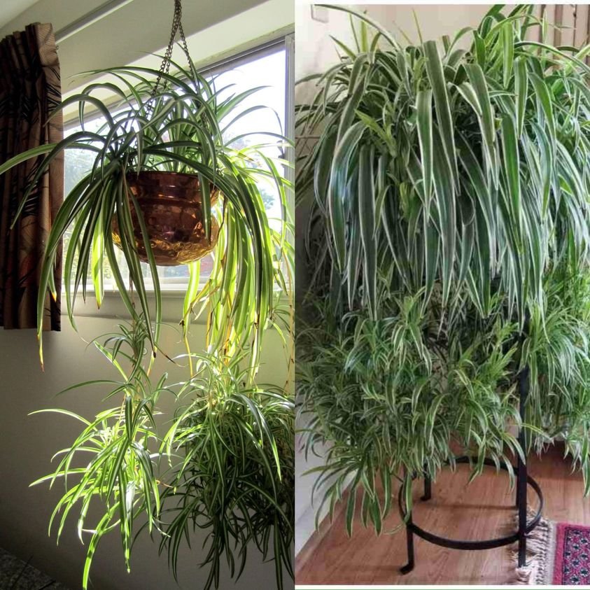 The Marvelous Benefits of the Chlorophytum Plant - Healthylifestyle