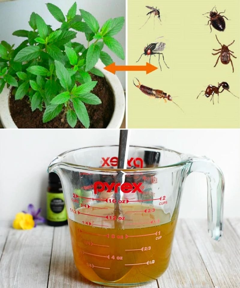 Natural Pest Repellent: Peppermint Spray - Healthylifestyle